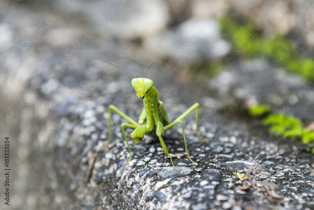 Mantis or Praying japanese mantis on a textured stone background Mantis or Praying japanese mantis on a textured stone background