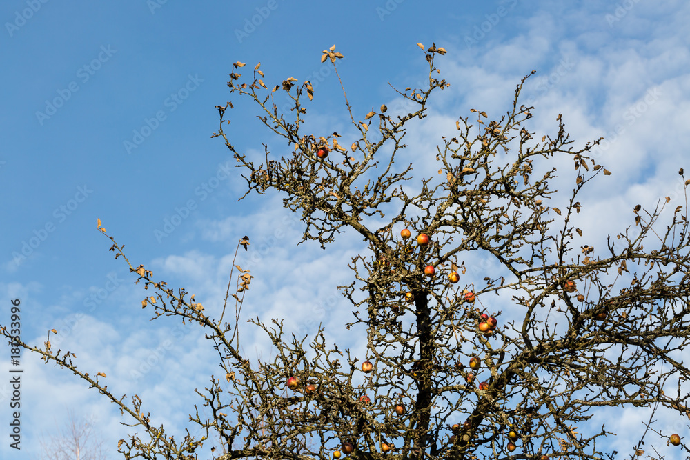 apple tree in winter still bearing fruit apple tree in winter still bearing fruit