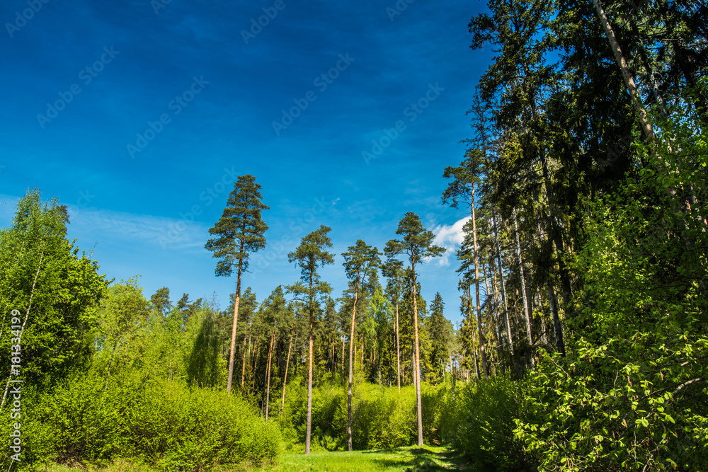 Fototapeta premium A beautiful forest in sunny day