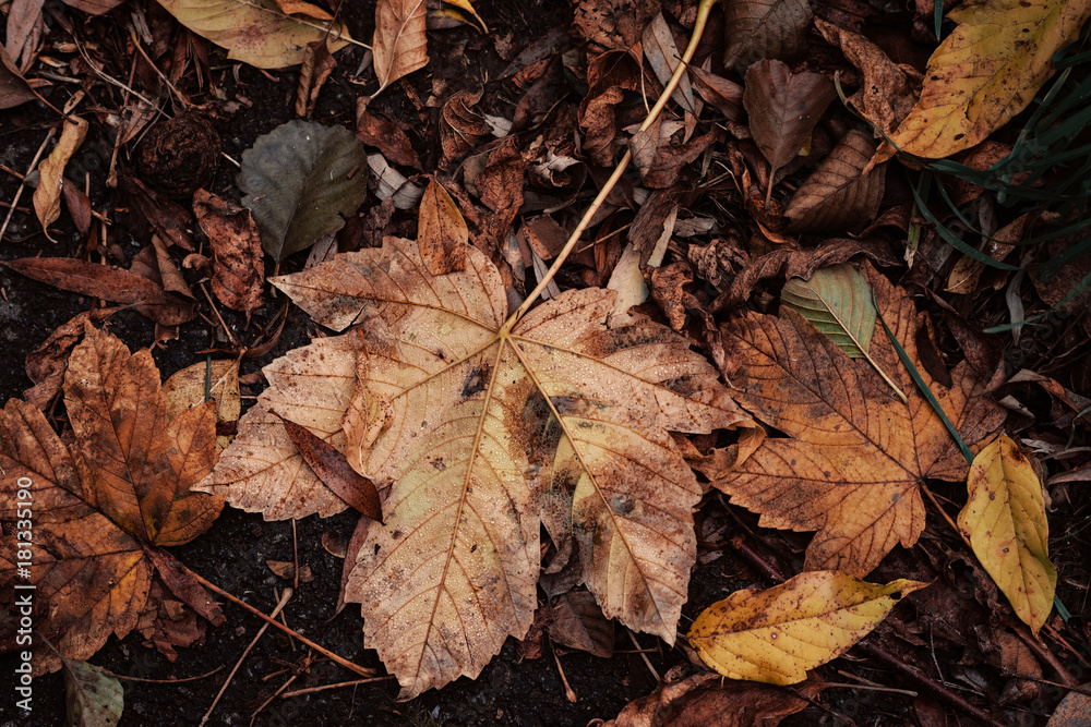 Autumn Leaves On The Asphalt Concrete Pavement