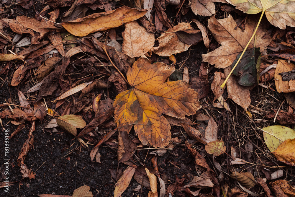Autumn Leaves On The Asphalt Concrete Pavement Autumn Leaves On The Asphalt Concrete Pavement