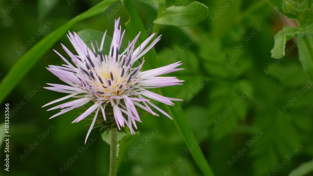 Flores de Jardim Flores de Jardim