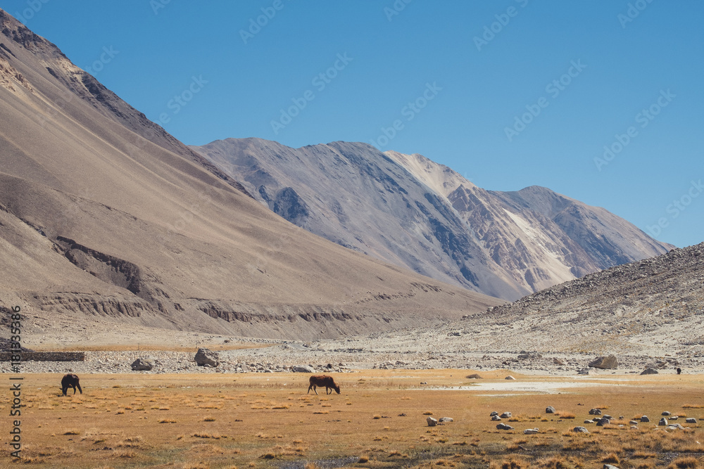 A wild cows eating grasses in a field with mountains and blue sky background in Ladakh , India