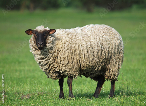 Sheep portrait on a green grass