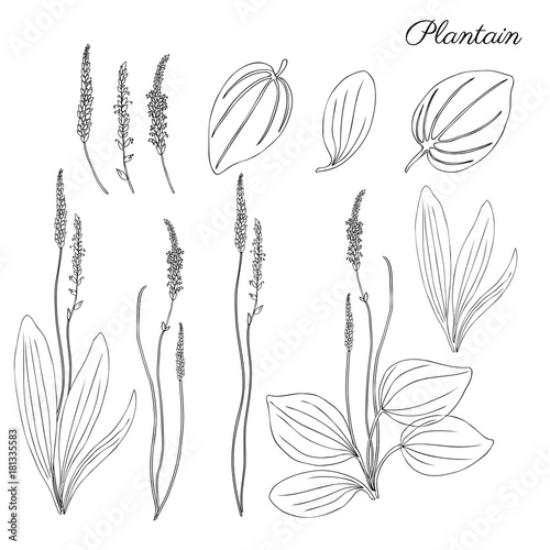 Great plantain, Plantago major medicinal plant wild field flower isolated on white backdrop, hand drawn vector doodle ink sketch illustration for design package tea, cosmetic, medicine, greeting cards