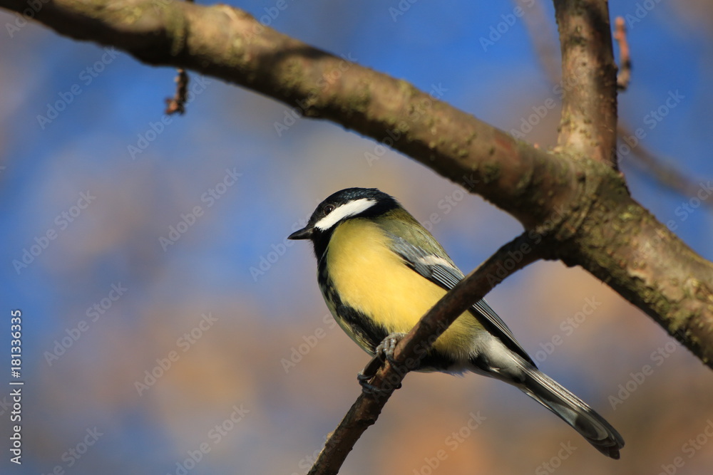 titmouse on a branch titmouse on a branch