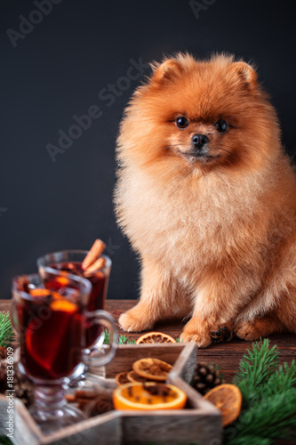Pomeranian dog in Christmas decorations and with a glass of mulled wine. A dog with a glass of mulled wine © Agnes