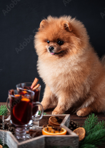 Pomeranian dog in Christmas decorations and with a glass of mulled wine. A dog with a glass of mulled wine © Agnes