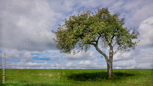 Der einsame Baum © Alexander
