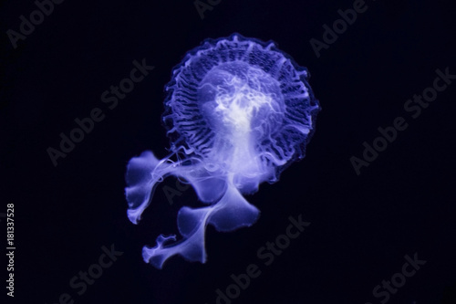 Jellyfish are mainly free-swimming marine animals with umbrella-shaped bells 