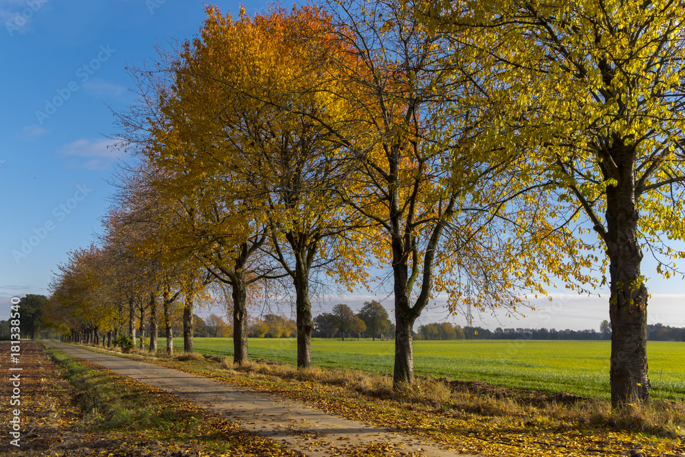 Fototapeta premium Herbst