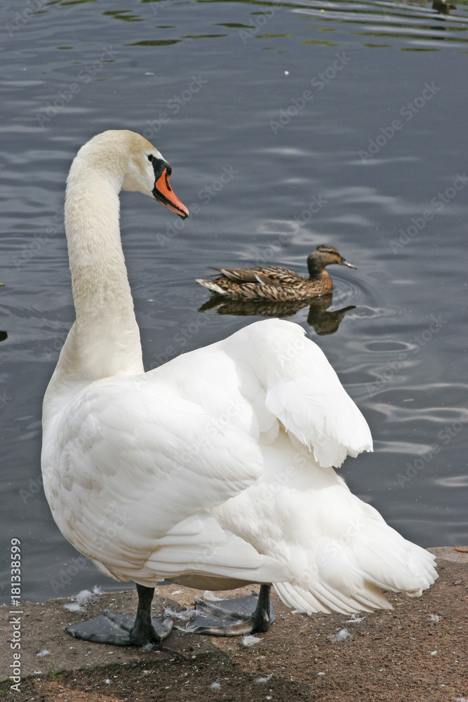 Naklejka premium White swan and duck on background.