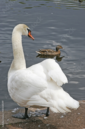 White swan and duck on background.