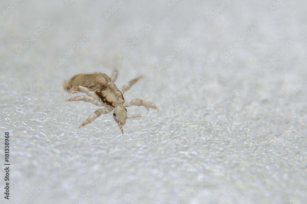 Head louse. Ectoparasite sucking human blood. Head lice. Head louse. Ectoparasite sucking human blood. Head lice.