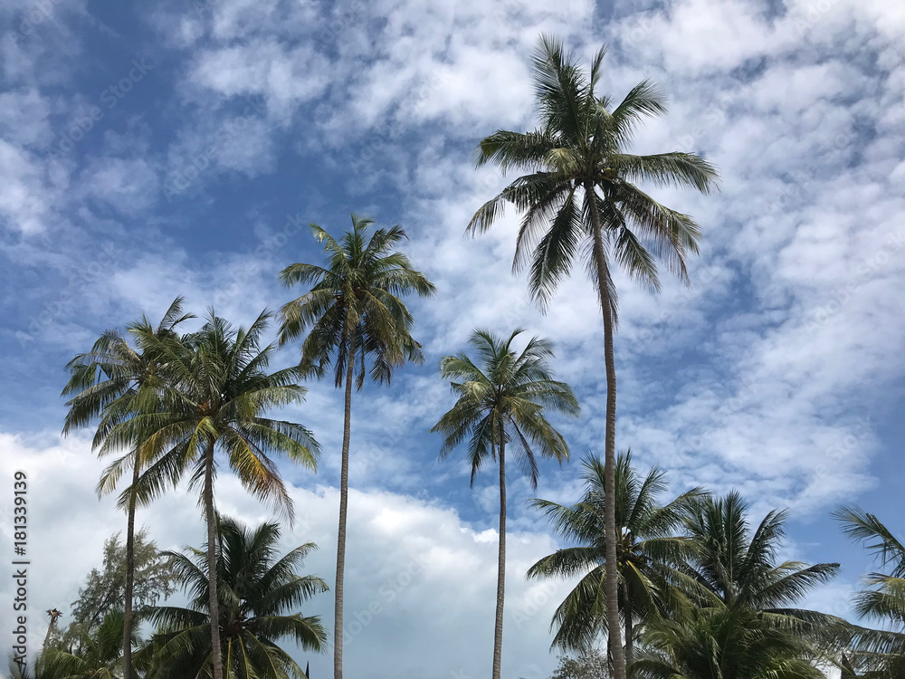 Palmtrees at Koh Chang Thailand
