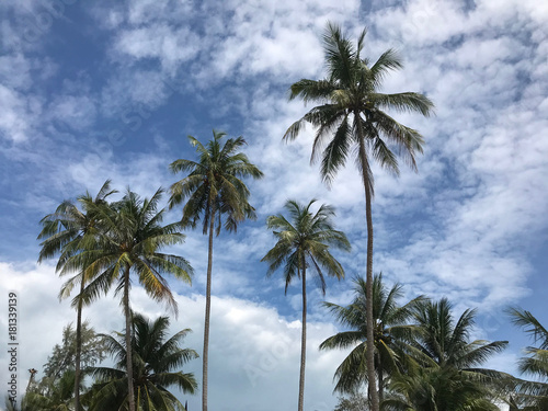 Palmtrees at Koh Chang Thailand