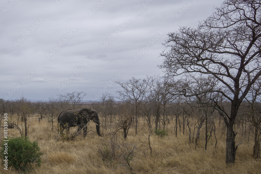 Fototapeta premium Elefant