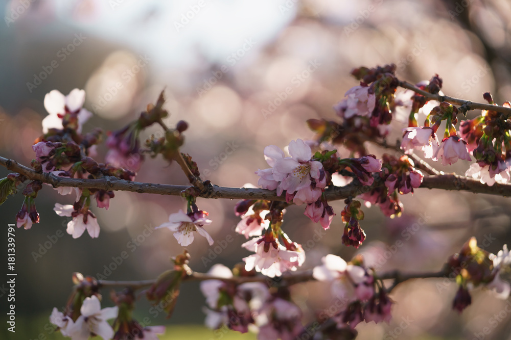 sakura blossom in warm spring morning sakura blossom in warm spring morning