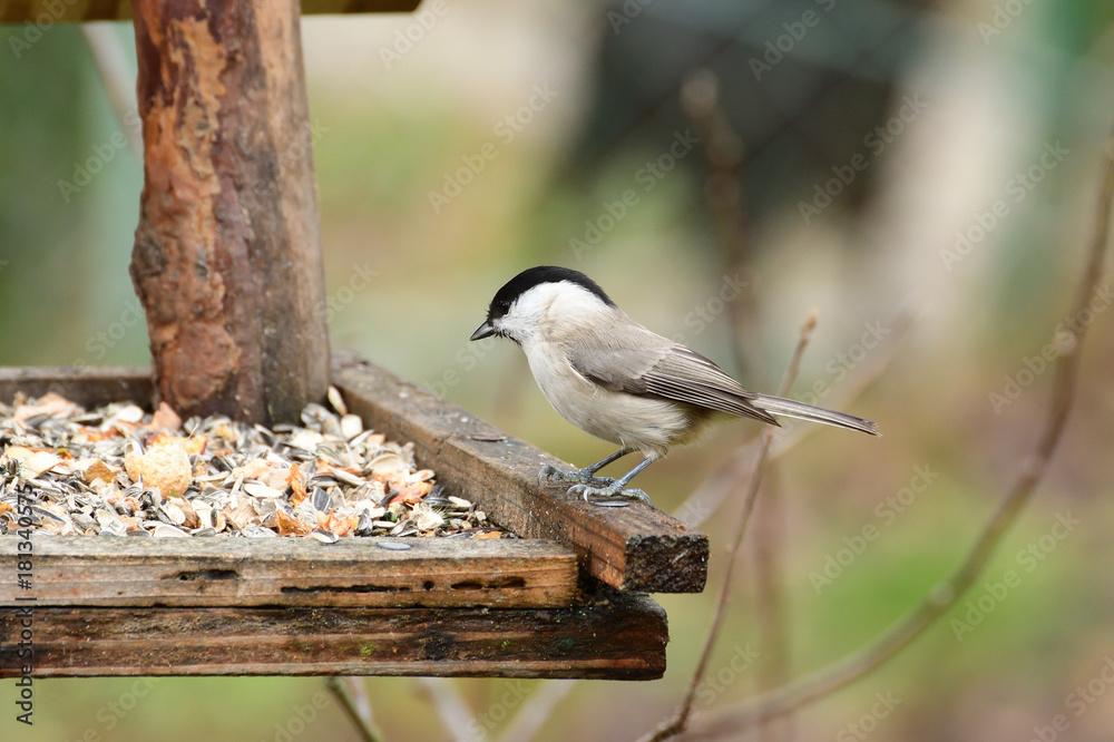 Naklejka premium titmouse nuthatch on the bird eats seeds