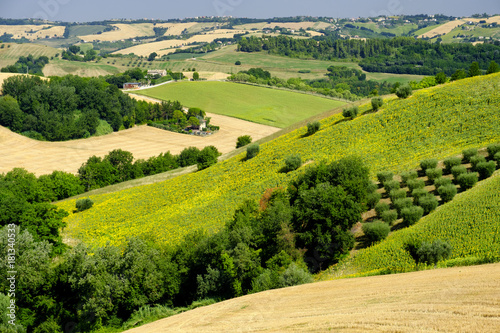 Summer landscape near Monterubbiano  Fermo  Marches 