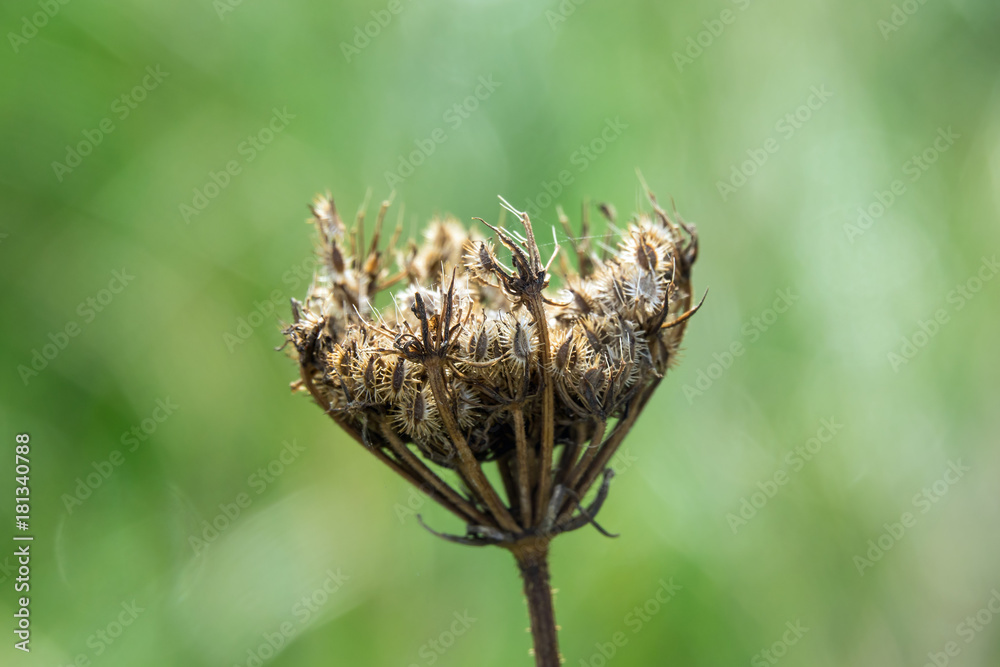 Umbellifer Seed Head Umbellifer Seed Head