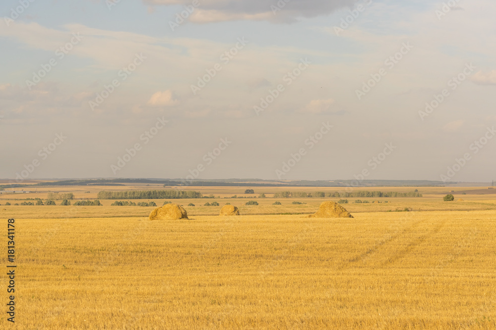 Yellow agricultural field with haystacks