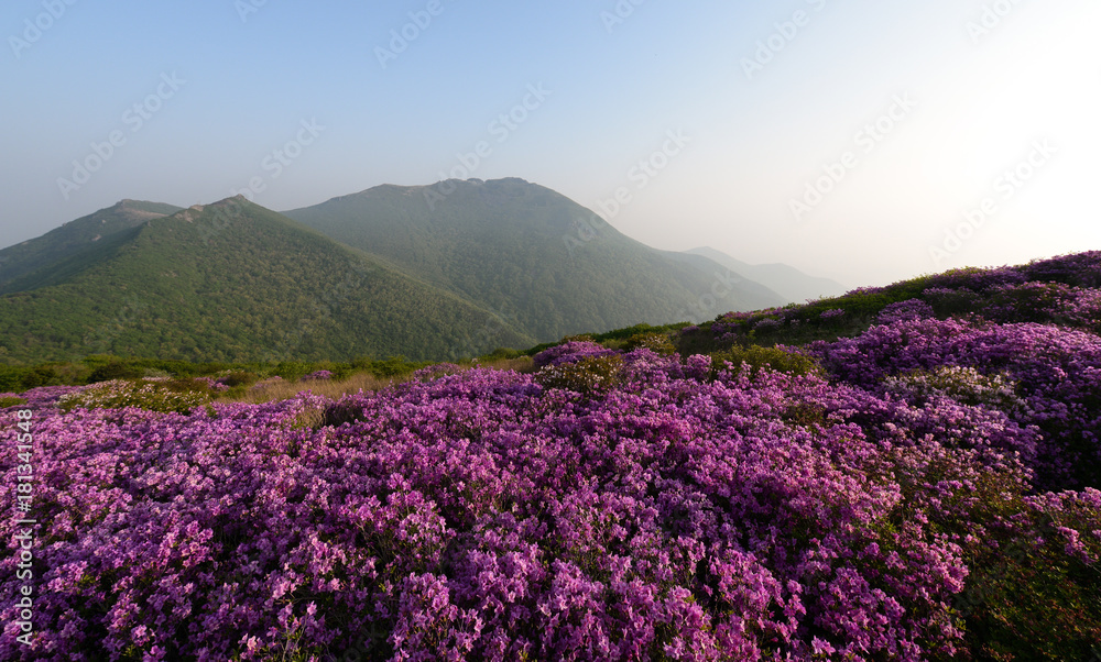 산 정상에서 본 철쭉꽃과 운해