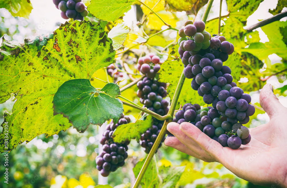Ripening bunches of red grapes in farmer hand