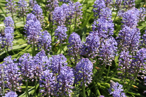  Amethyst Meadow Squill  flowers  or Dalmatian Scilla  in St. Gallen  Switzerland. Its Latin name is Scilla Litardierei  Syn Scilla Amethystina   native to the Balkans.