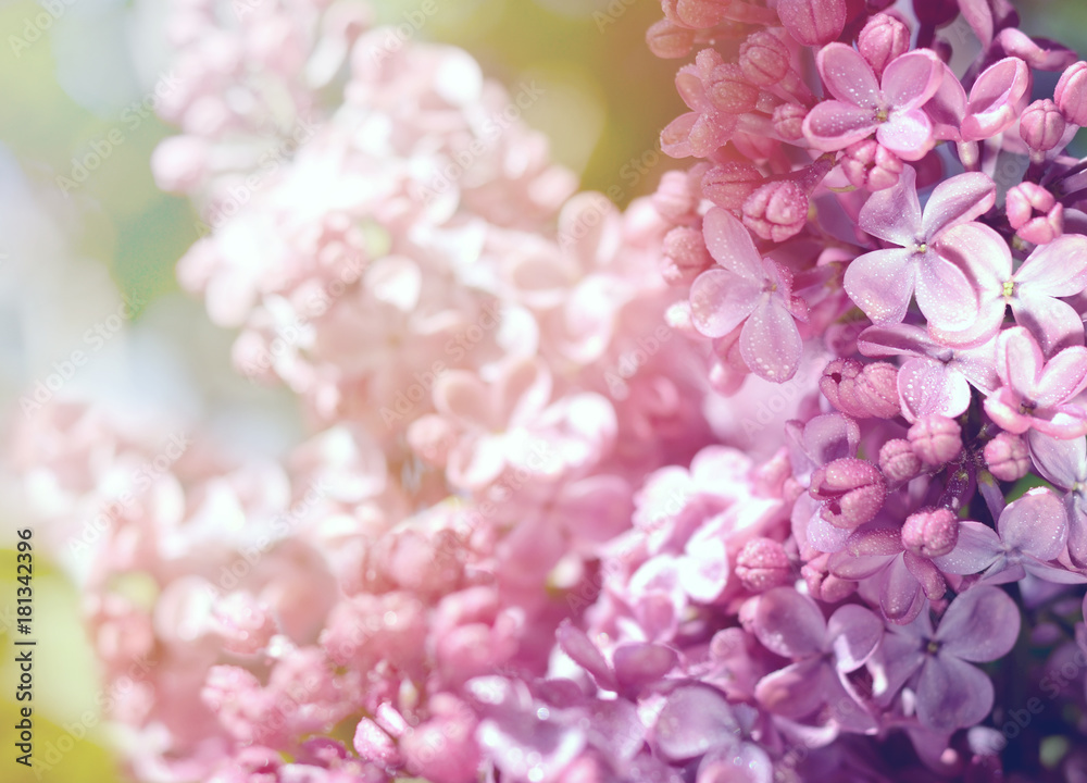 Close-up photo of beautiful Lilac flowers. Purple spring flowers. Floral seasonal background.