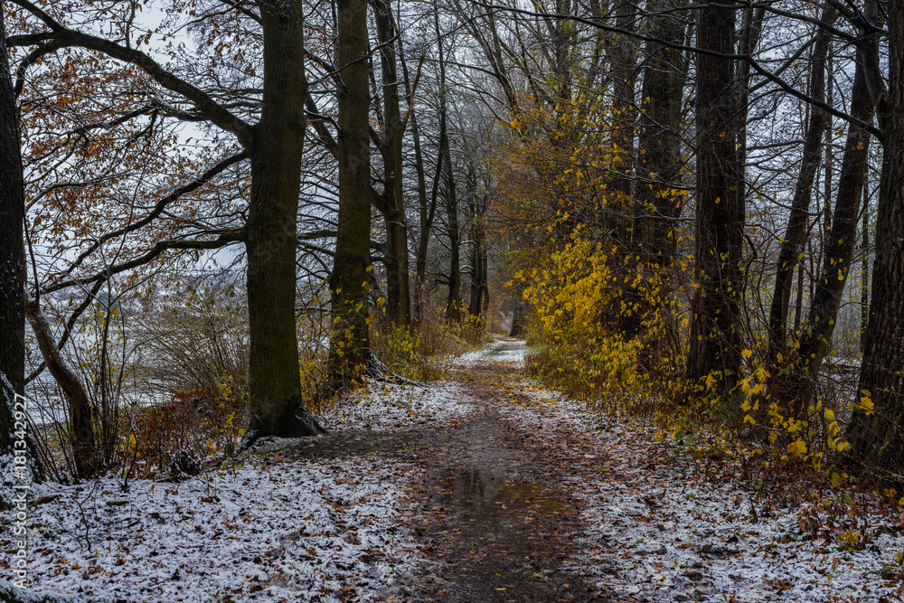 Fototapeta premium Winterlandschaft Bäume Weg