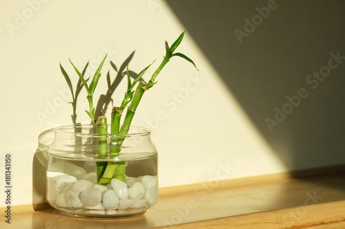 Green lucky bamboo as known as scientific name, Dracaena braunii, or Ribbon plant, or belgian evergreen in glass water jar with beautiful light and shadow