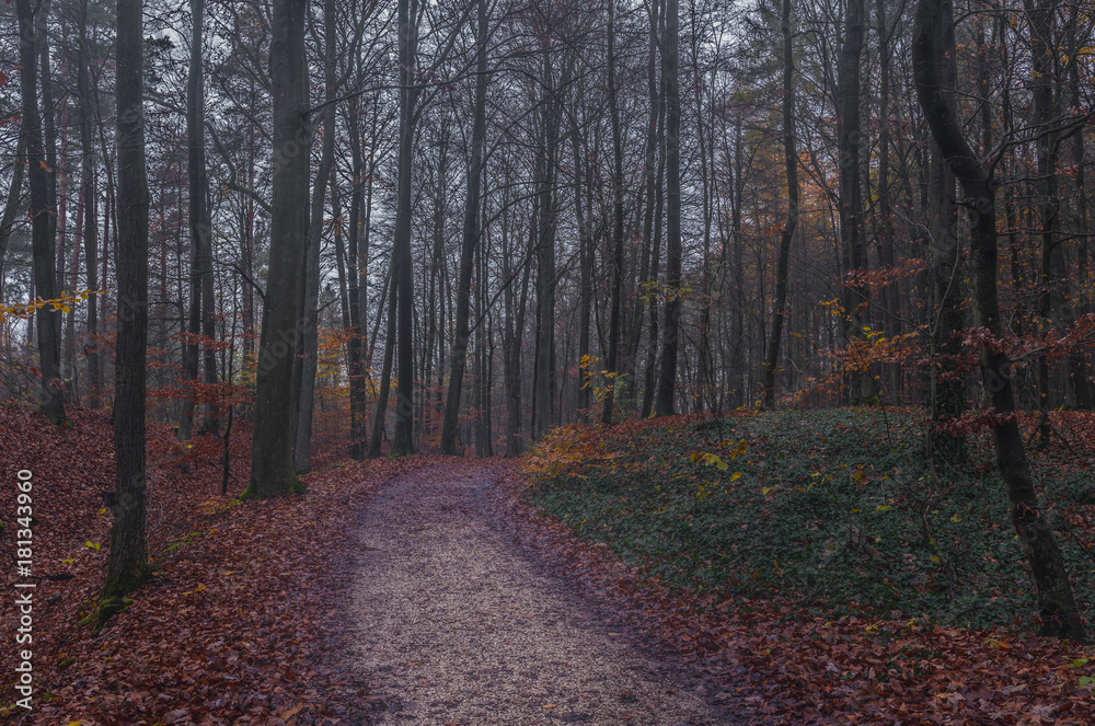 Wald Weg im Herbst
