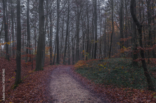 Wald Weg im Herbst