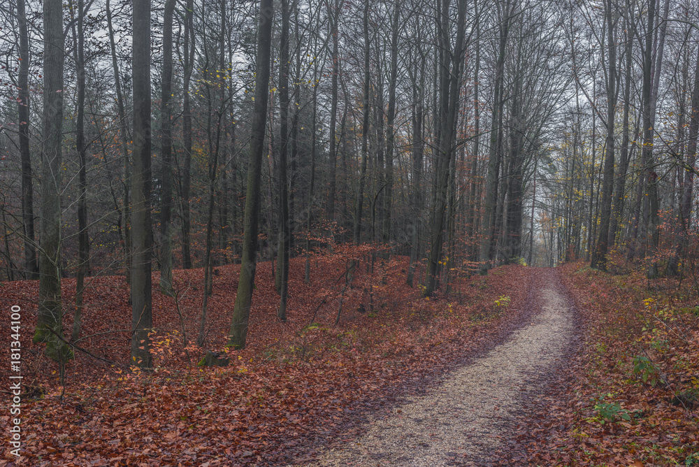 Trail in misty autumn forest Trail in misty autumn forest