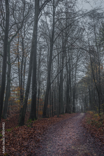 Forest track with trees in mist