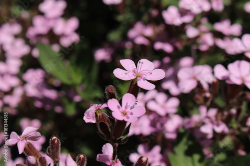  Rock Soapwort  flowers  or Tumbling Ted  Rotes Seifenkraut  in St. Gallen  Switzerland. Its Latin name is Saponaria Ocymoides  Syn Bootia Ocymoides   native to central and southwestern Europe.