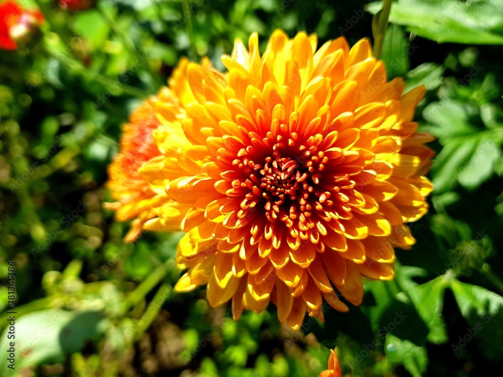 when you are proud of what has grown in the garden, and want to tell it to others. when you are proud of what has grown in the garden, and want to tell it to others.