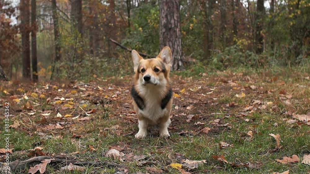 The dog sniffs the air. Dog breed Welsh Corgi Pembroke on a walk in a beautiful autumn forest.