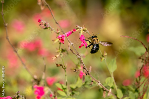 Bee in Flower © JParksPhotography