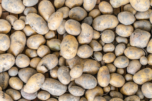 new unwashed fresh and organic potato harvest