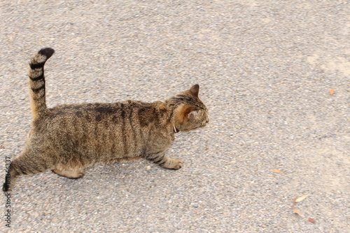 Silver tabby cat walking on the street