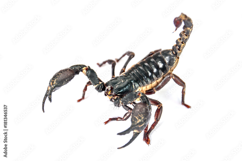 Scorpion isolated on white background.Scorpion animal isolated Scorpion isolated on white background.Scorpion animal isolated
