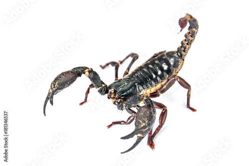 Scorpion isolated on white background.Scorpion animal isolated
