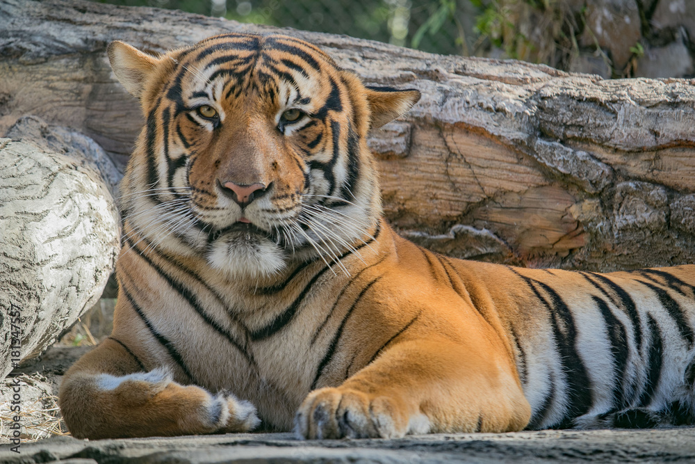 Resting Tiger Resting Tiger