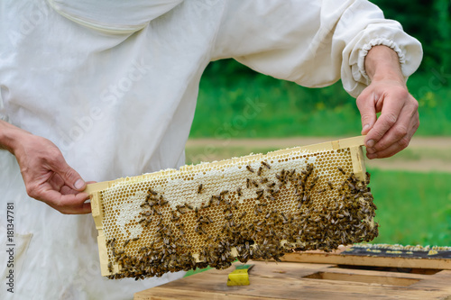 The beekeeper holds a honey cell with bees in his hands. Apiculture. Apiary.
