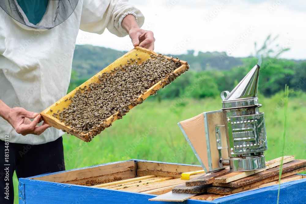 The beekeeper holds a honey cell with bees in his hands. Apiculture. Apiary. The beekeeper holds a honey cell with bees in his hands. Apiculture. Apiary.