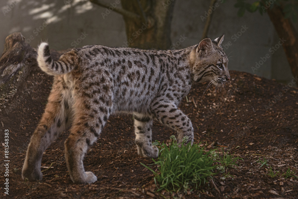 Obraz premium Young Bob Cat in captivity - 4 months this wild cat shows his distinctive markings 
