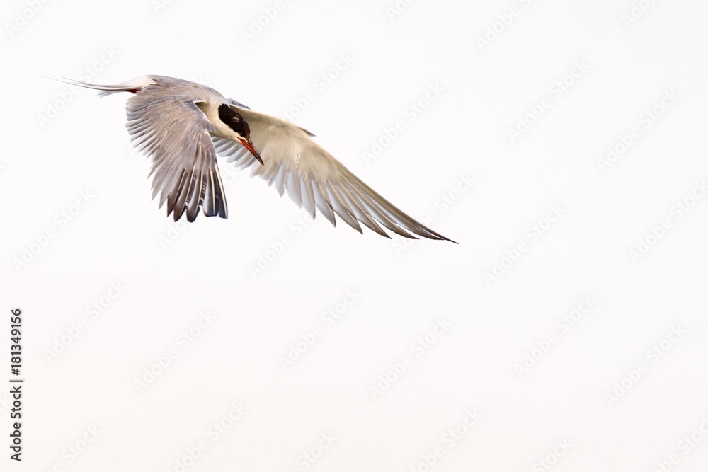 Common Tern (Sterna hirundo) in flight Common Tern (Sterna hirundo) in flight