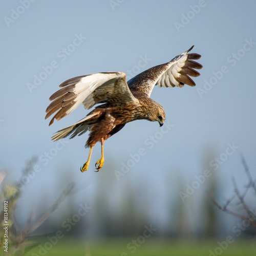 Birds of prey - Marsh Harrier (Circus aeruginosus) © Tatiana